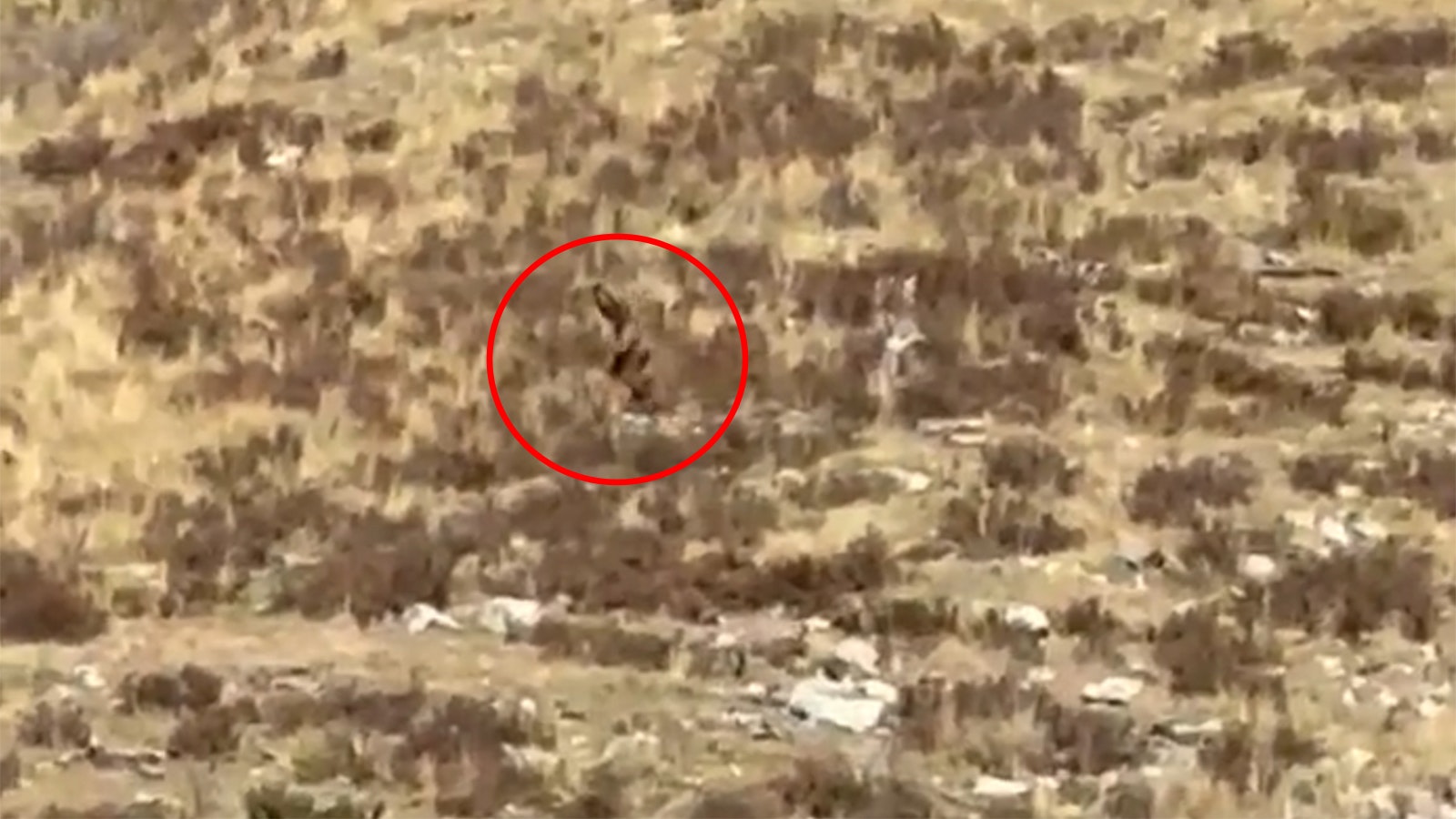 Still image from a video a Cheyenne couple says they believe is a bigfoot taken during a train ride in Colorado in October 2023.