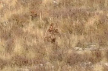 A photo of what could be a Bigfoot spotted by Shannon and Stetson Parker of Cheyenne while on a train ride in Colorado. The creature was seen walking across the terrain, then squatting or sitting down.