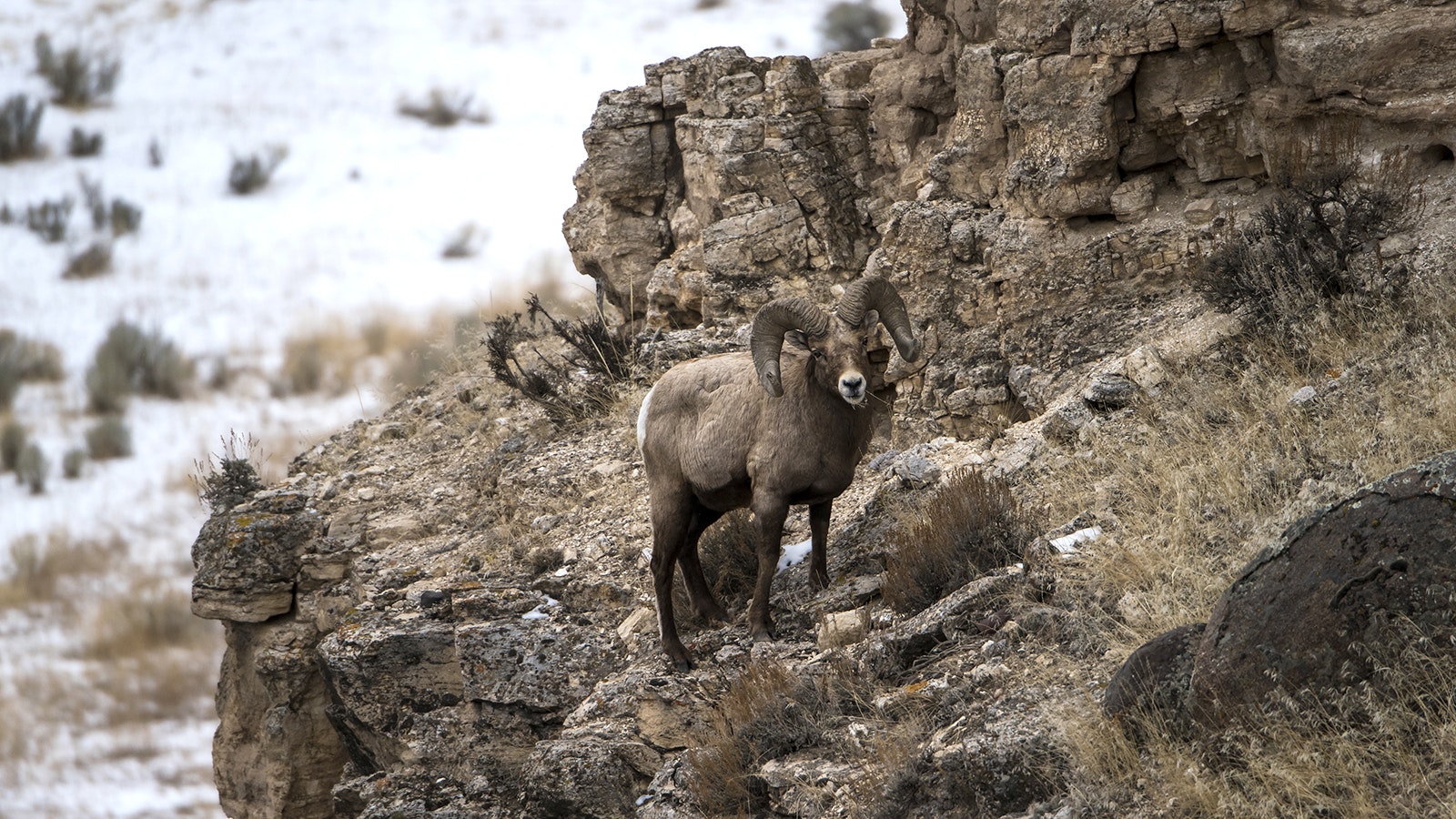 Bighorn 3 11 24