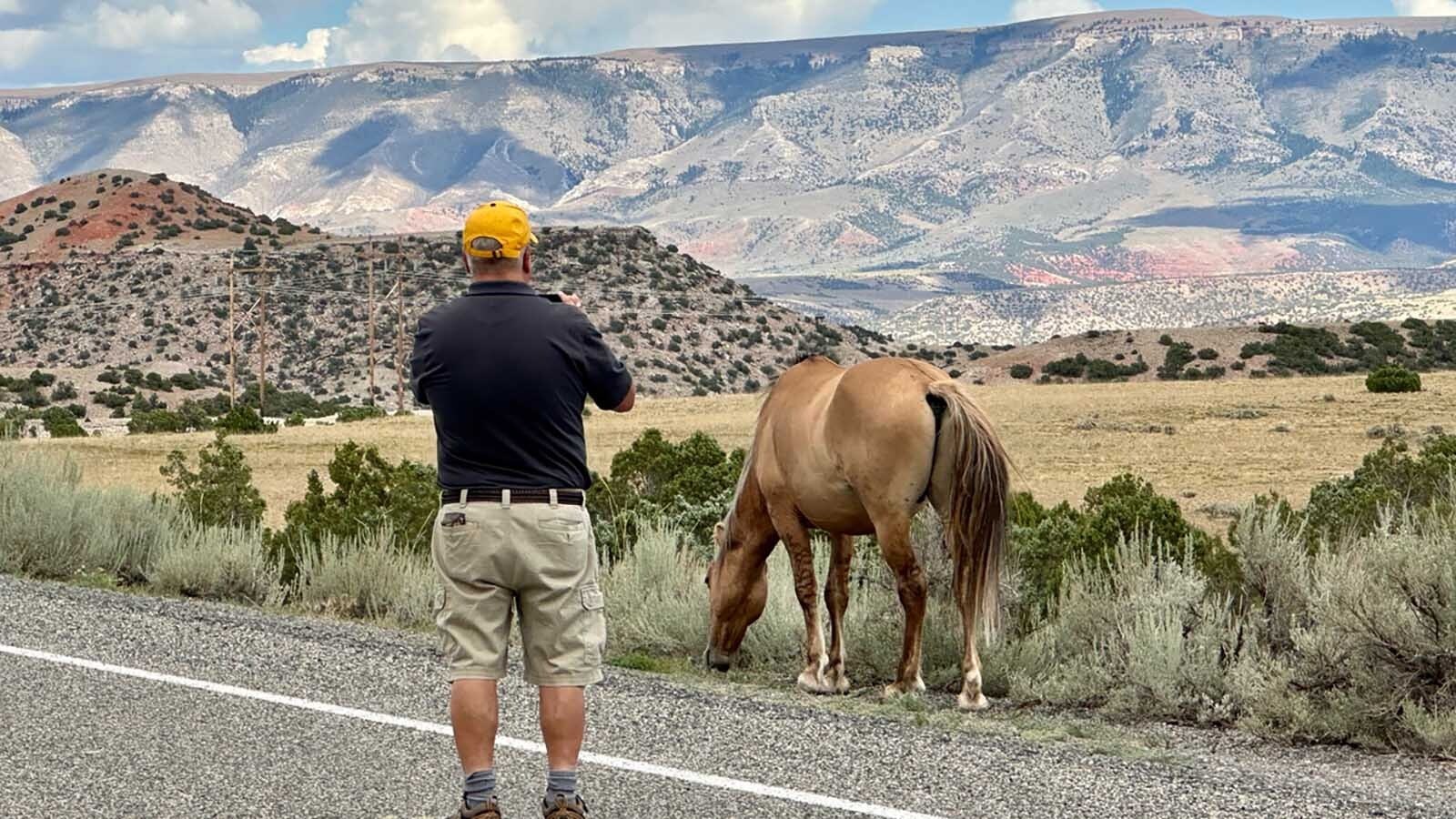 David Peck was able to get close to a wild horse from the famous Pryor Mountain herd.