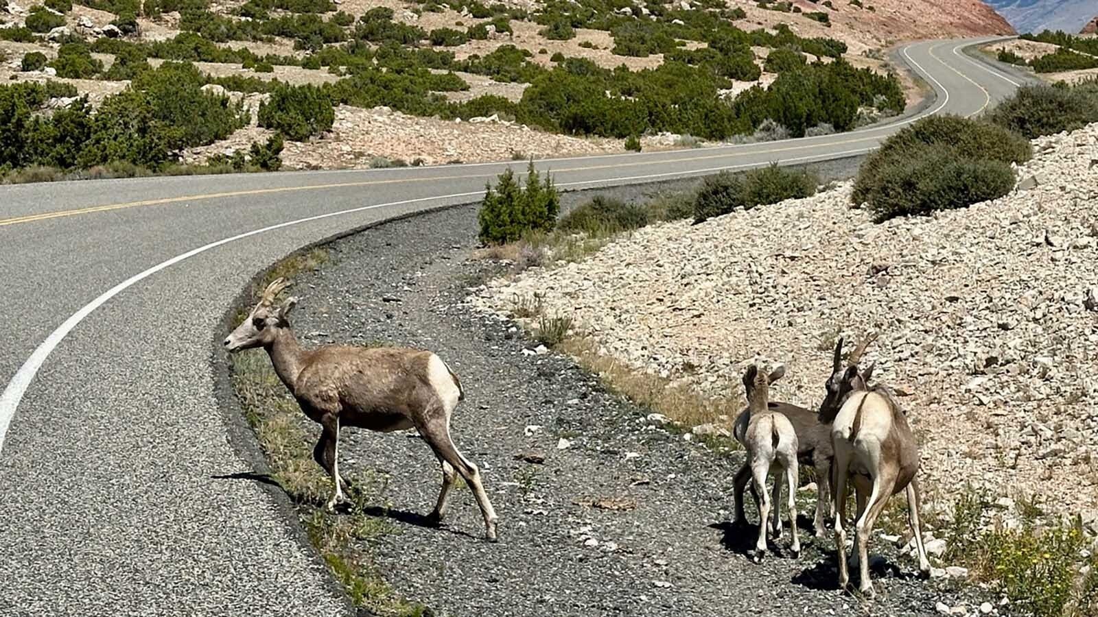 This small group of Bighorn Sheep along the road in the Bighorn Canyon National Recreation Area near Lovell.