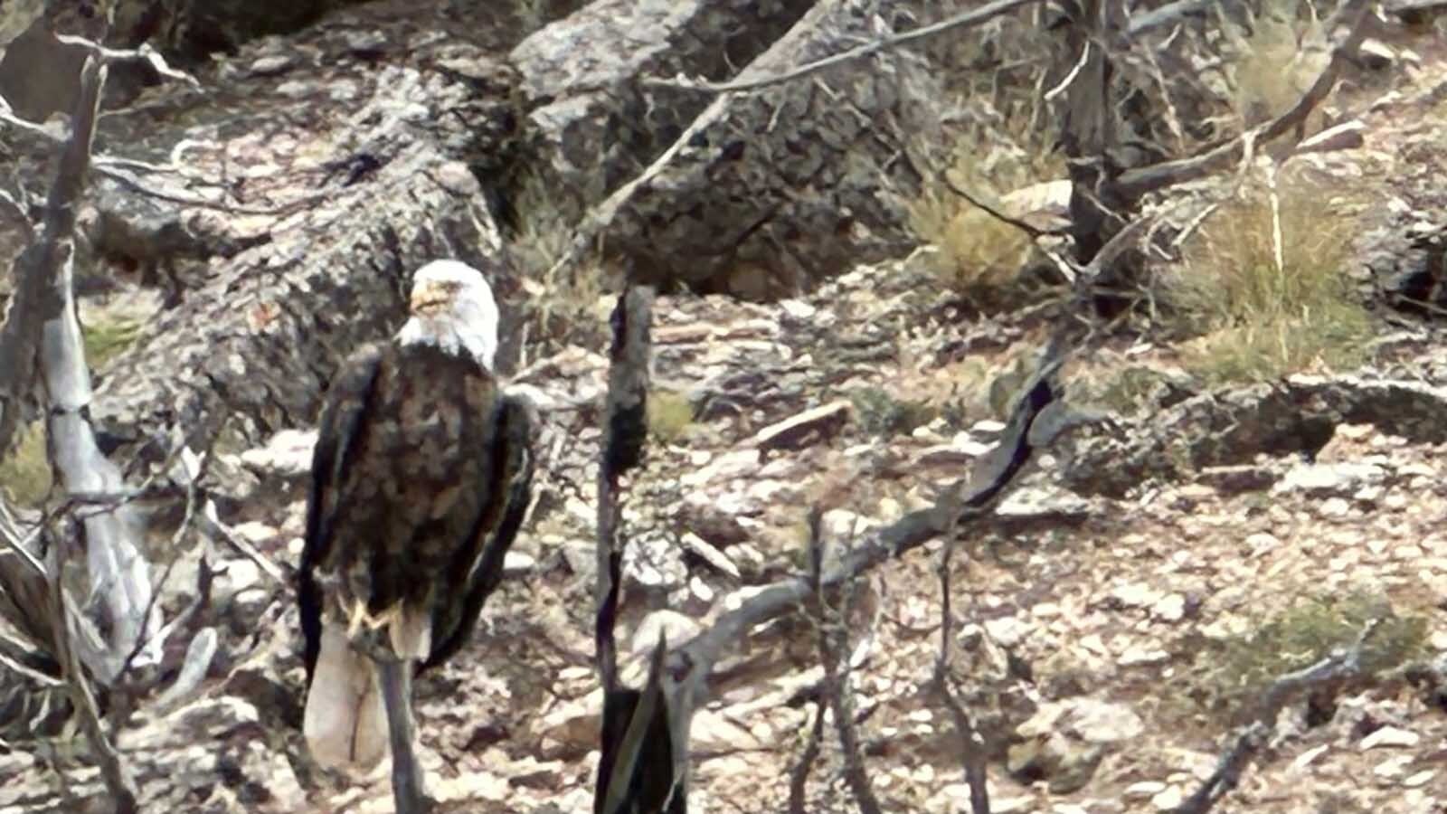 There were many bald eagles perched along the Bighorn Lake.