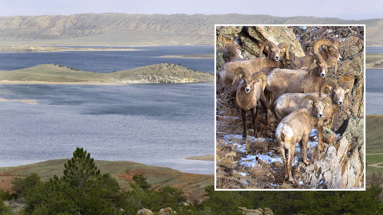 The company proposing a 900-megawatt project at Seminoe Reservoir in Carbon County claims that restrictions aimed at protecting big horn sheep there will make it too expensive, driving costs up by $1.6 billion.