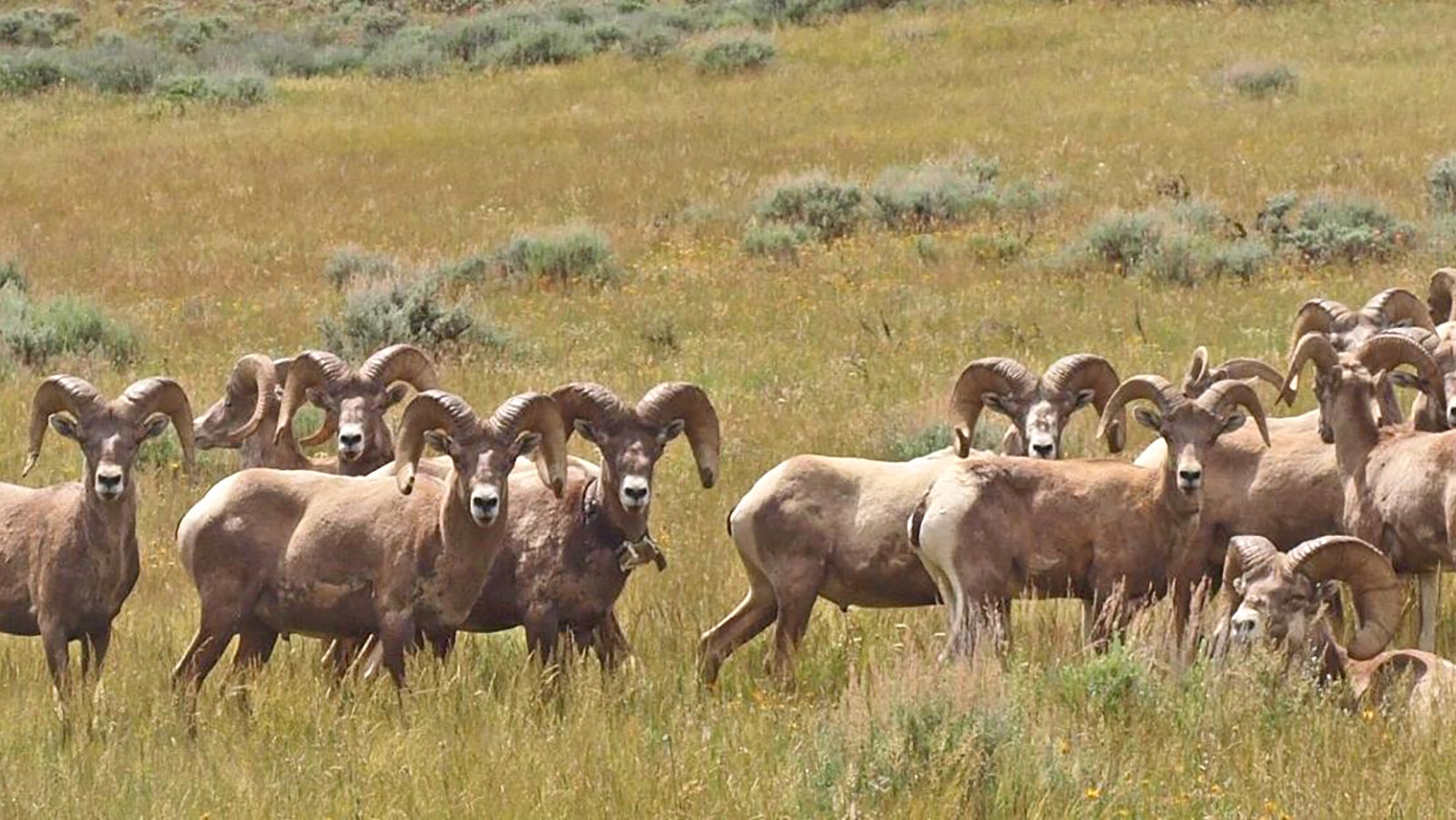 Bighorn sheep in Wyoming's Devils Canyon.