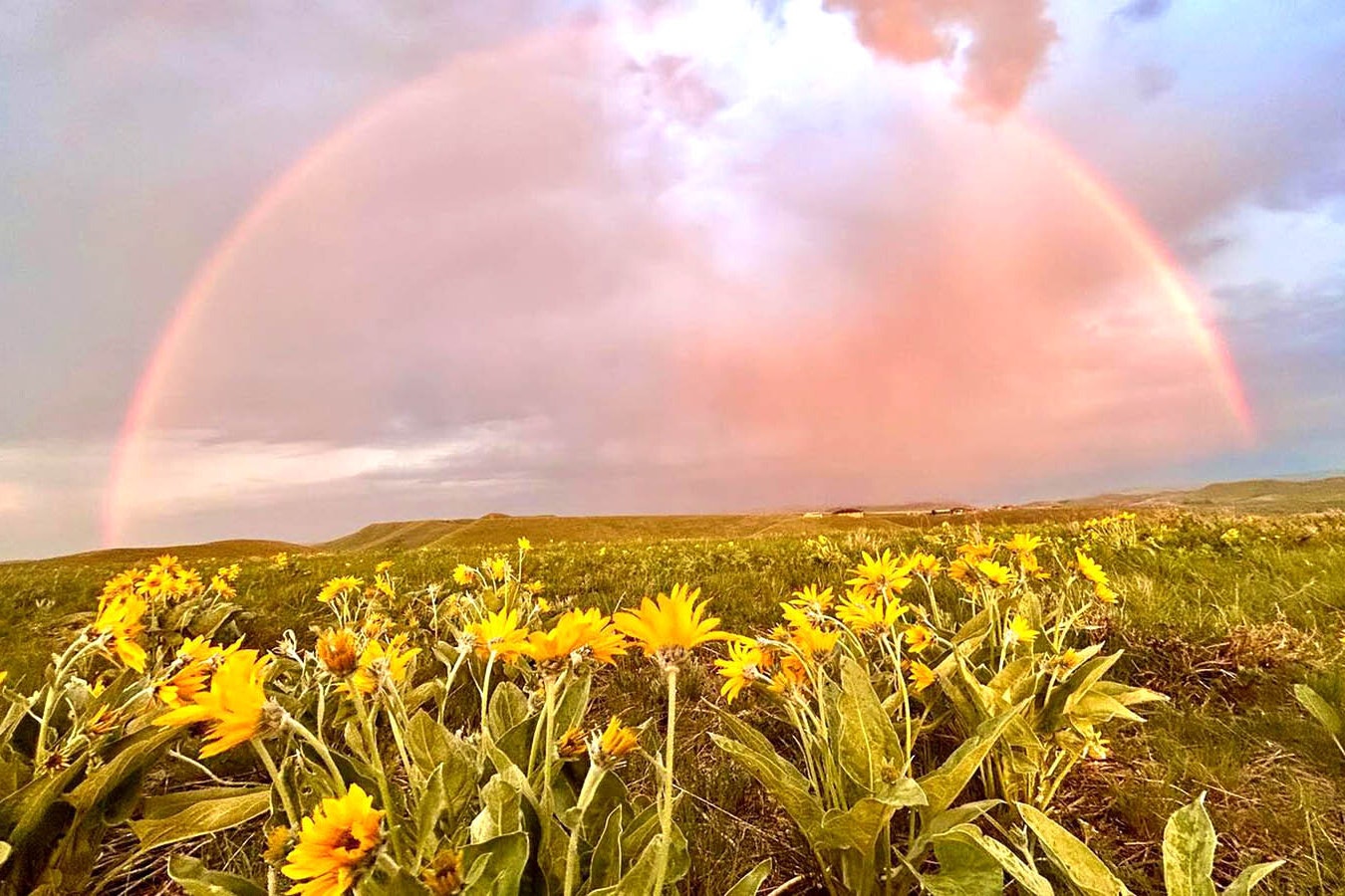 This splendid rainbow over a colorful field of wildflower in the Bighorns inspired Victoria Haun of the Lucky Chukar Ranch in the Bighorn Mountains.