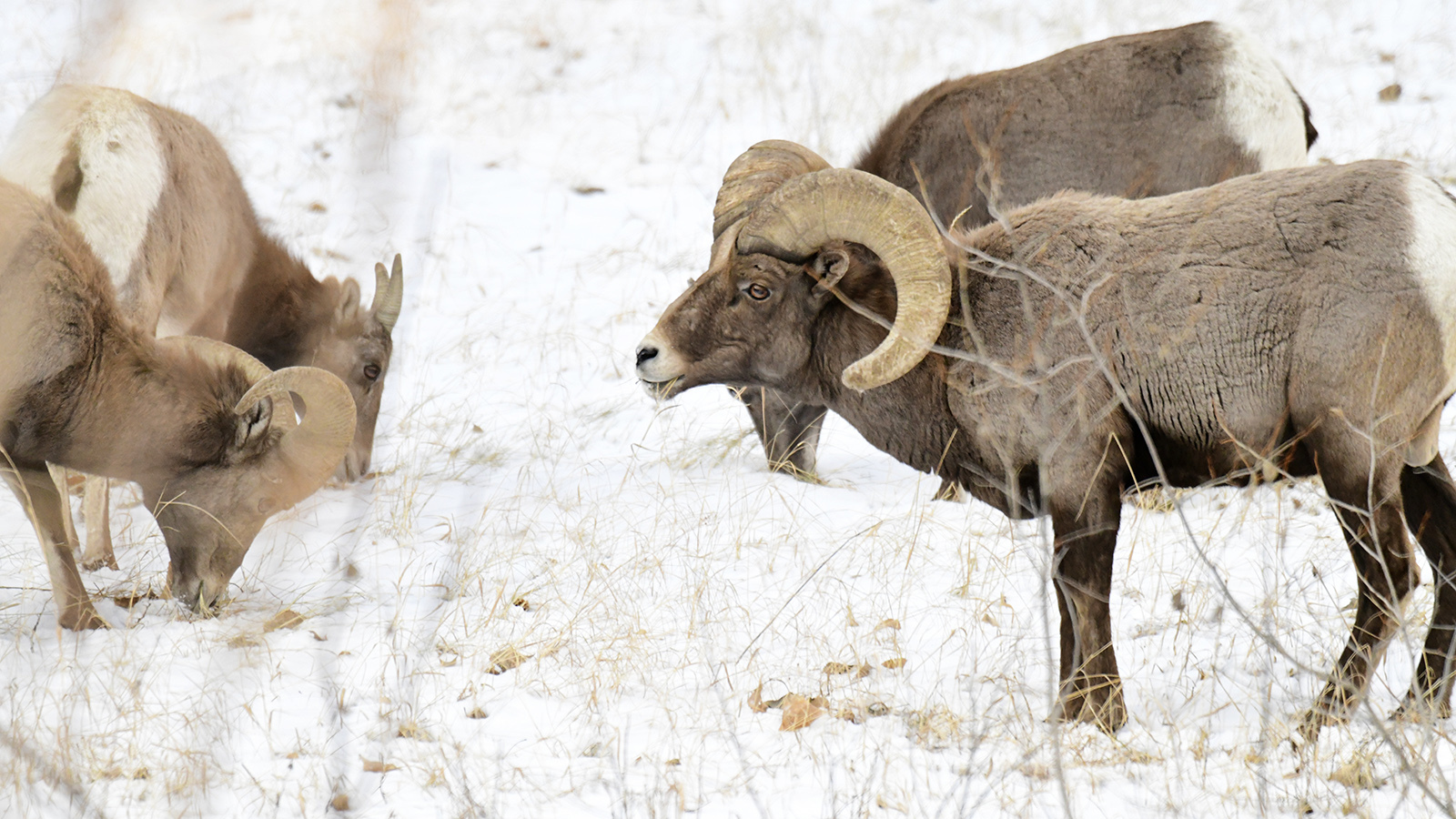 Bighorn sheep 1 17 23