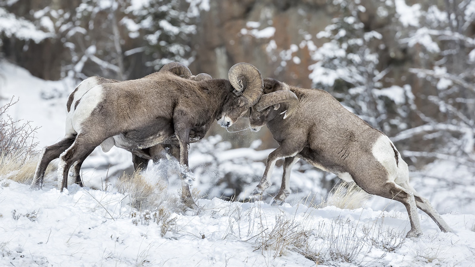 Bighorn sheep 2 15 23