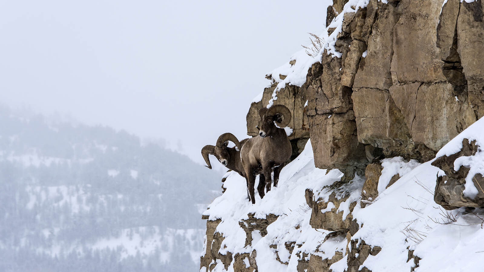 Bighorn sheep winter on mountain 1 20 24