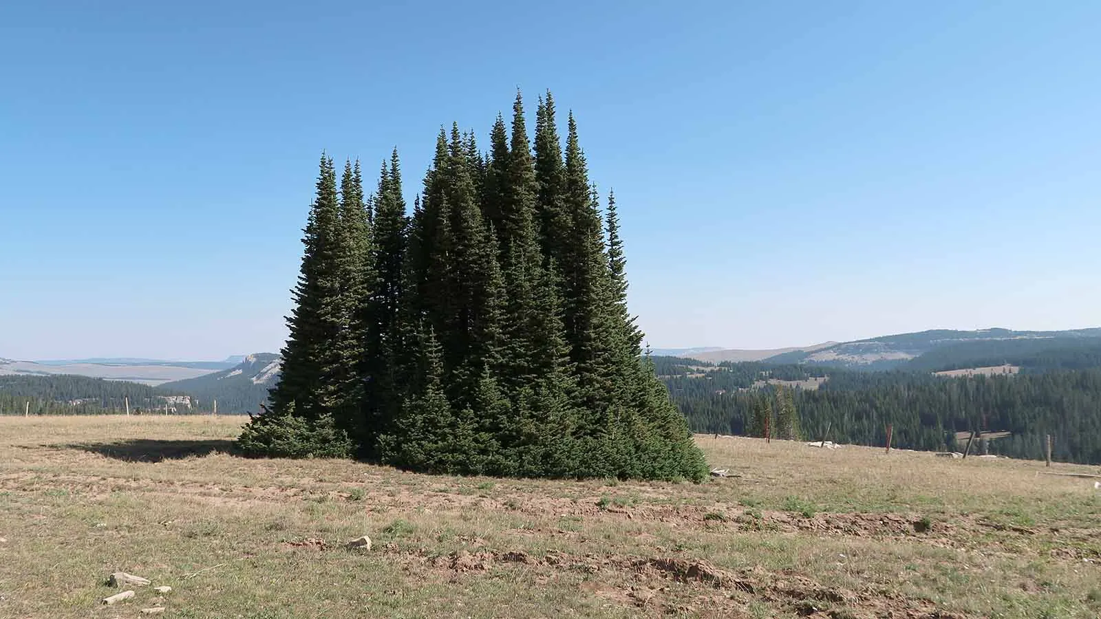 An island of fir trees surrounded by bare ground that's formed in Wyoming's Bighorn Mountains.