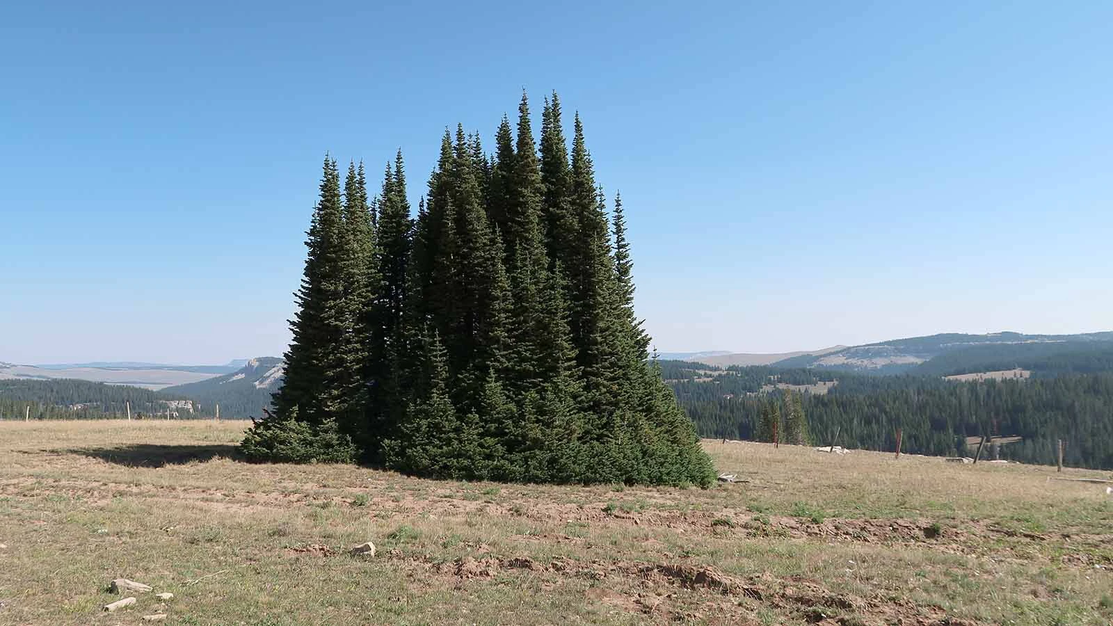 An island of fir trees surrounded by bare ground that's formed in Wyoming's Bighorn Mountains.