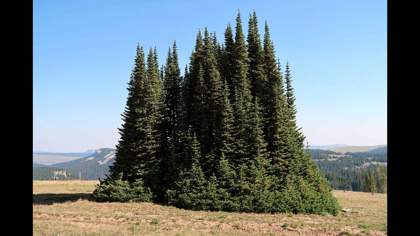 An island of fir trees surrounded by bare ground that's formed in Wyoming's Bighorn Mountains.