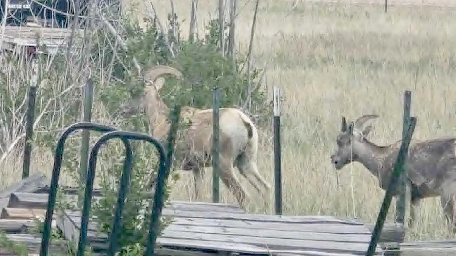 Two young bighorn sheep rams ventured into Cheyenne, it’s thought they might have come from either he Iron Mountain herd in southeast Wyoming, or a herd near Scottsbluff, Nebraska.