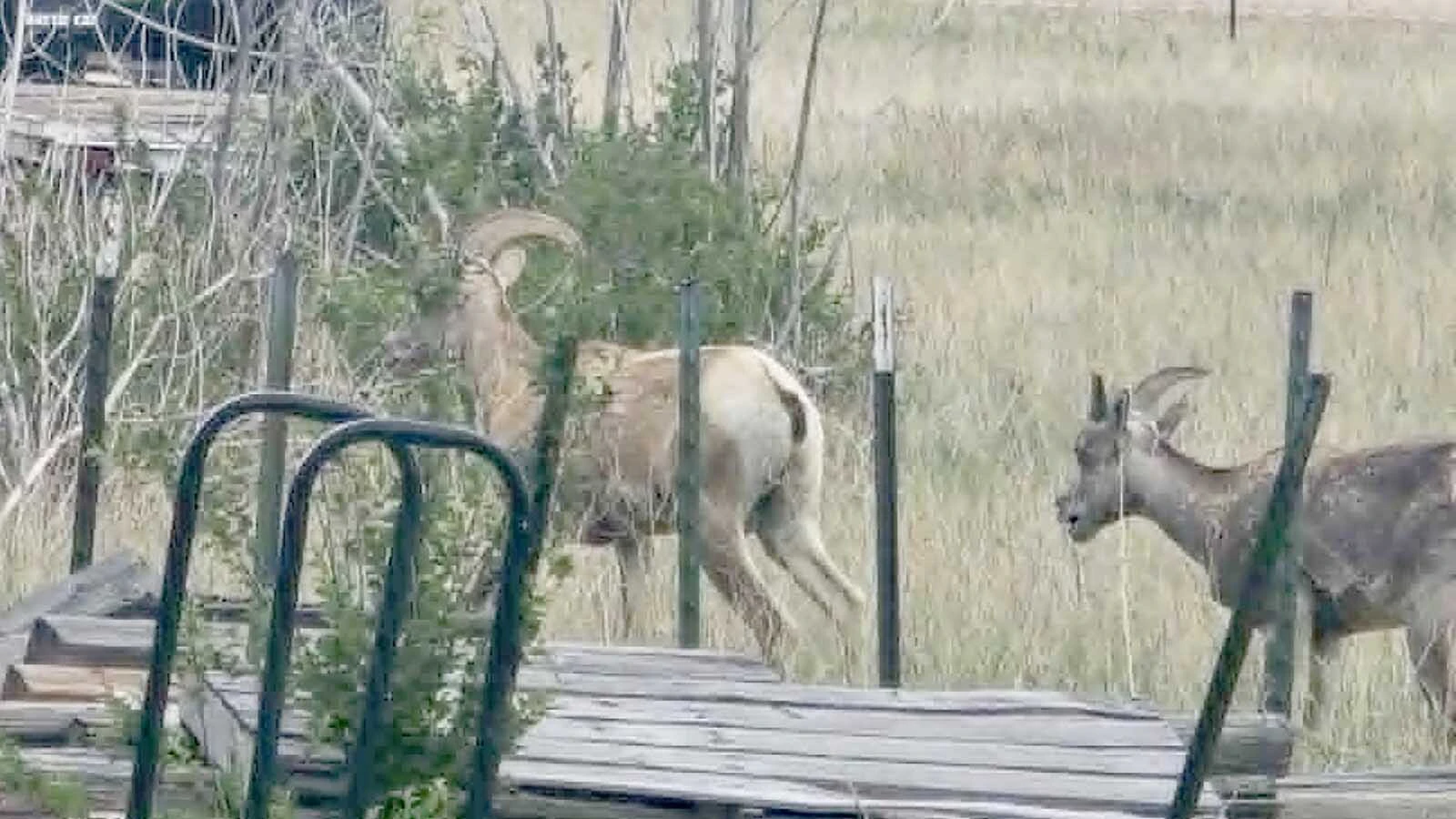 Two young bighorn sheep rams ventured into Cheyenne, it’s thought they might have come from either he Iron Mountain herd in southeast Wyoming, or a herd near Scottsbluff, Nebraska.
