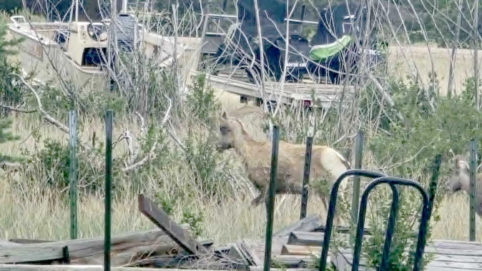 Two young bighorn sheep rams ventured into Cheyenne, it’s thought they might have come from either he Iron Mountain herd in southeast Wyoming, or a herd near Scottsbluff, Nebraska.