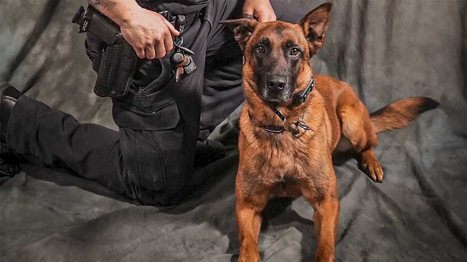 Bilko, an 8-year-old Belgian Malinois was a rock star K-9 officer for the Gillette Police Department before his recent retirement.