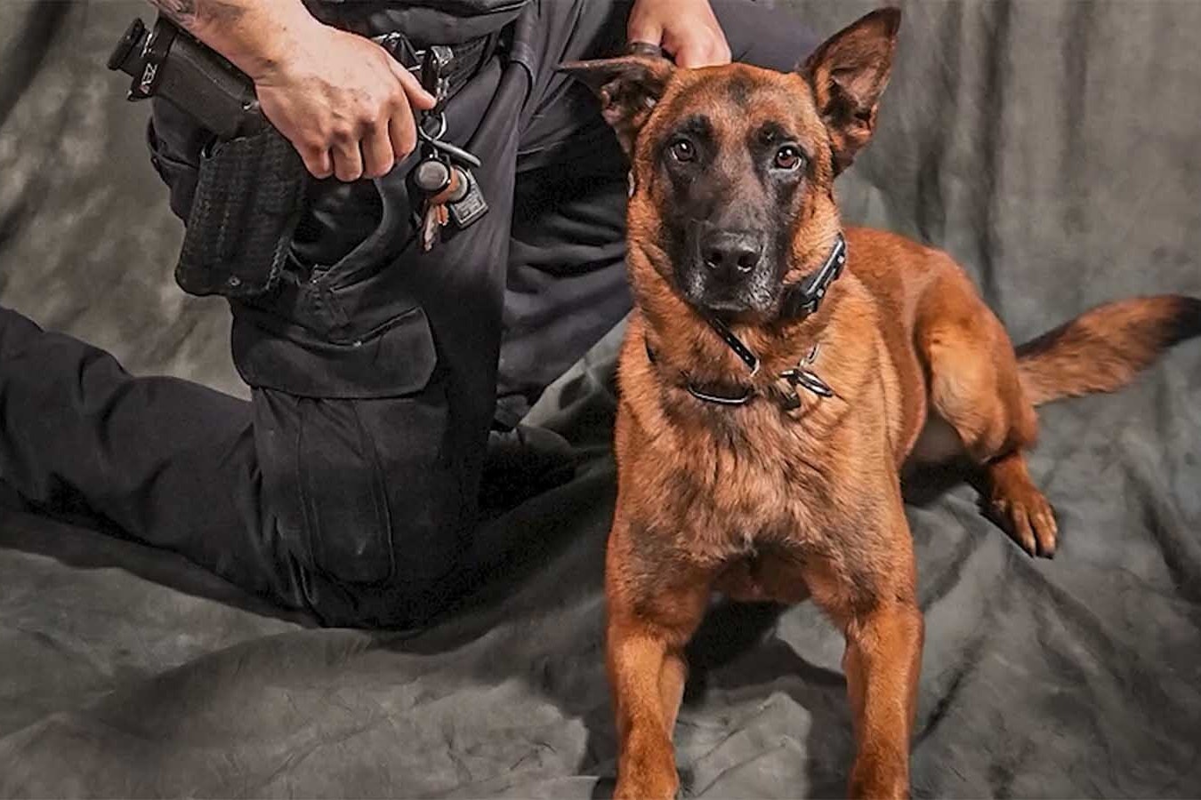 Bilko, an 8-year-old Belgian Malinois was a rock star K-9 officer for the Gillette Police Department before his recent retirement.