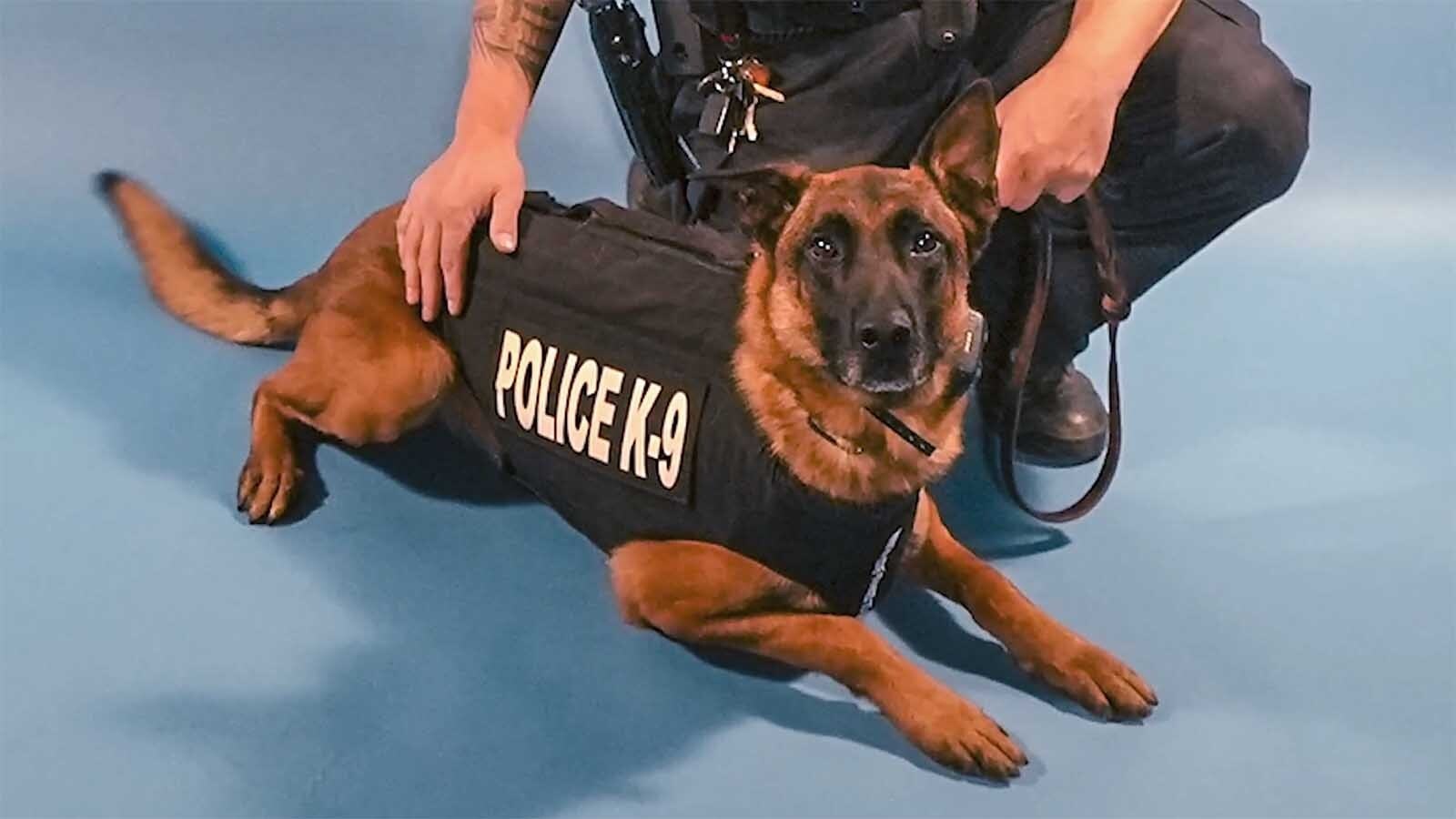Bilko, an 8-year-old Belgian Malinois was a rock star K-9 officer for the Gillette Police Department before his recent retirement.