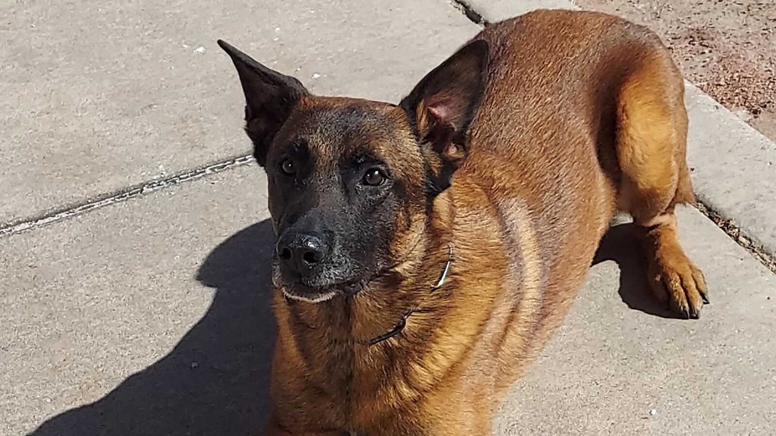 Bilko recently retired as a K-9 officer for the Gillette Police Department. He was born for police work, earning a reputation as the "Michael Jordan" of K-9s.