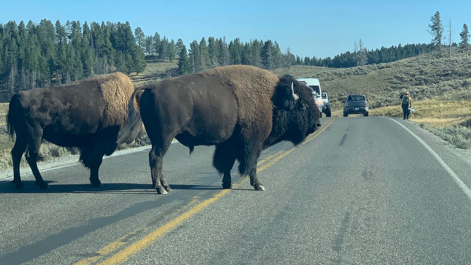 The wildlife at Yellowstone National Park are a magnet for tourists.