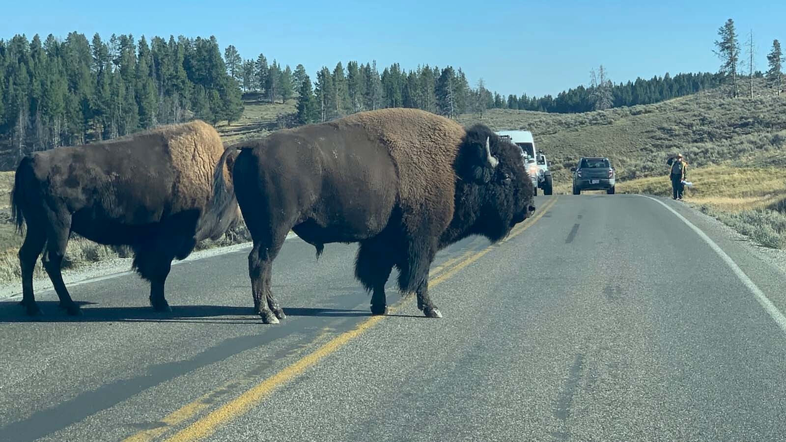 Giant buffalo roam freely in the Hayden Valley.