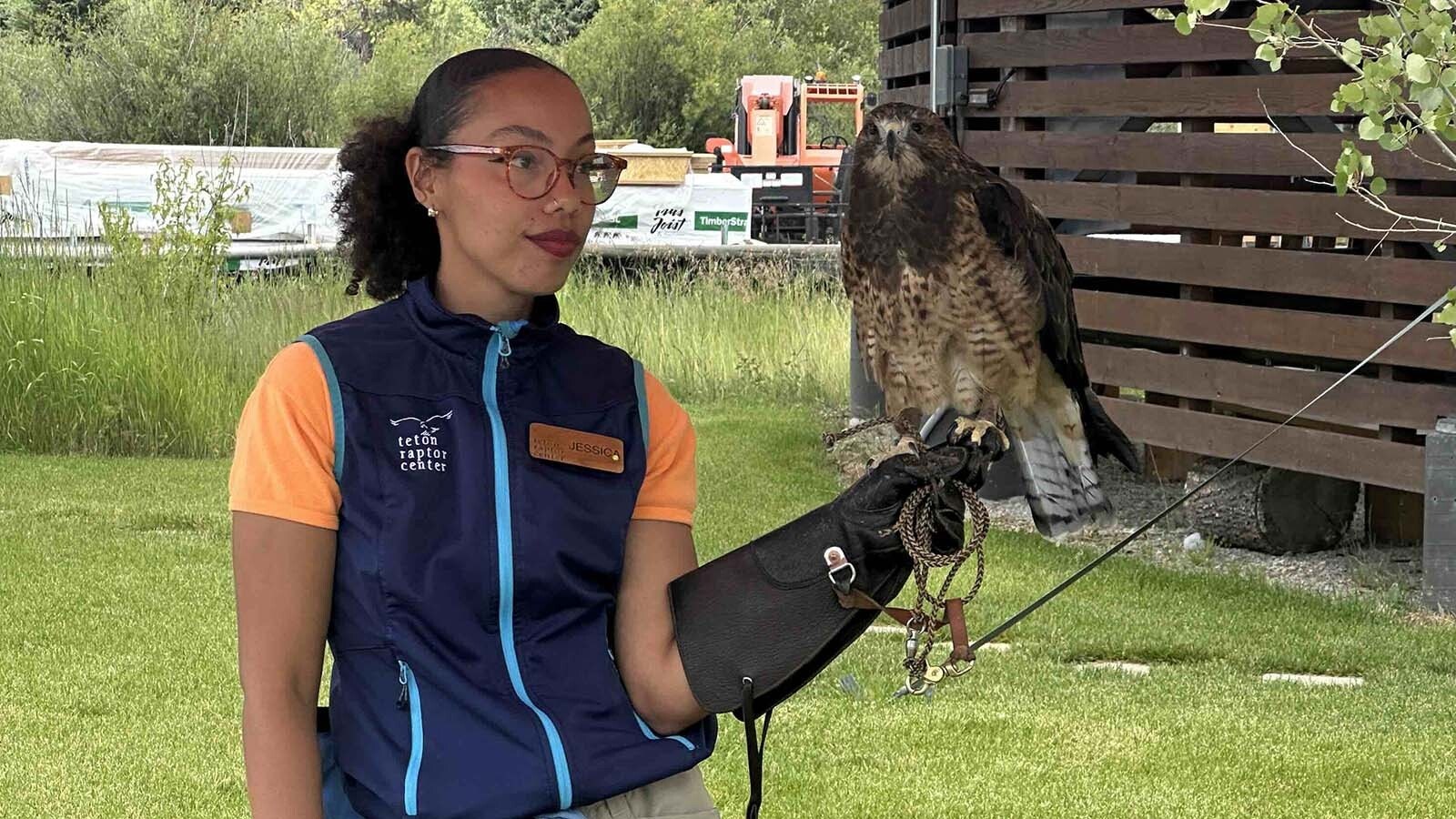 Jessica Lewis greets concertgoers with a Swainson's hawk named Pava, which was hit by a car and is now blind in one eye. The Teton Raptor Center in Wilson is also home to bird inspired art and a gorgeous stuffed bald eagle.