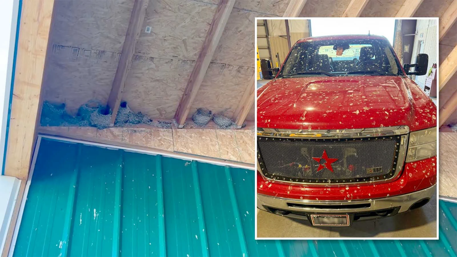 Hundreds of swallows are swarming and nesting in Angie Pitts' lean-to in Mountain View. She didn't mind until she saw the bird droppings covering her vehicles. “I don’t want to kill them, but I want them gone,” she said. "It's just gross."