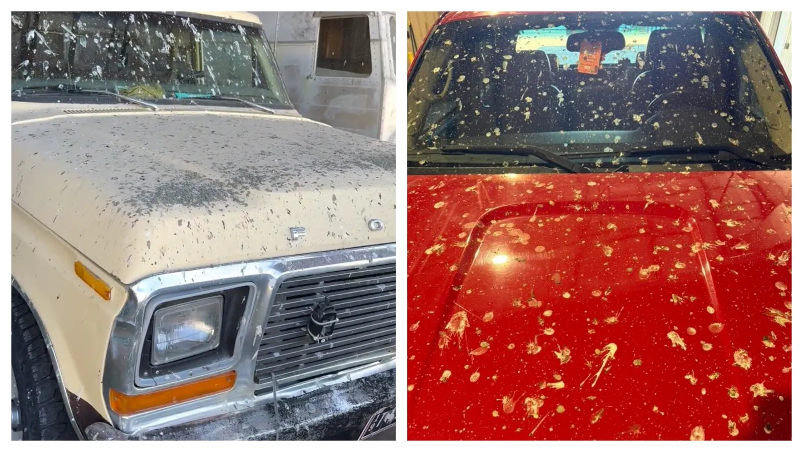 Hundreds of swallows are swarming and nesting in Angie Pitts' lean-to in Mountain View. She didn't mind until she saw the bird droppings covering her vehicles. “I don’t want to kill them, but I want them gone,” she said. "It's just gross."