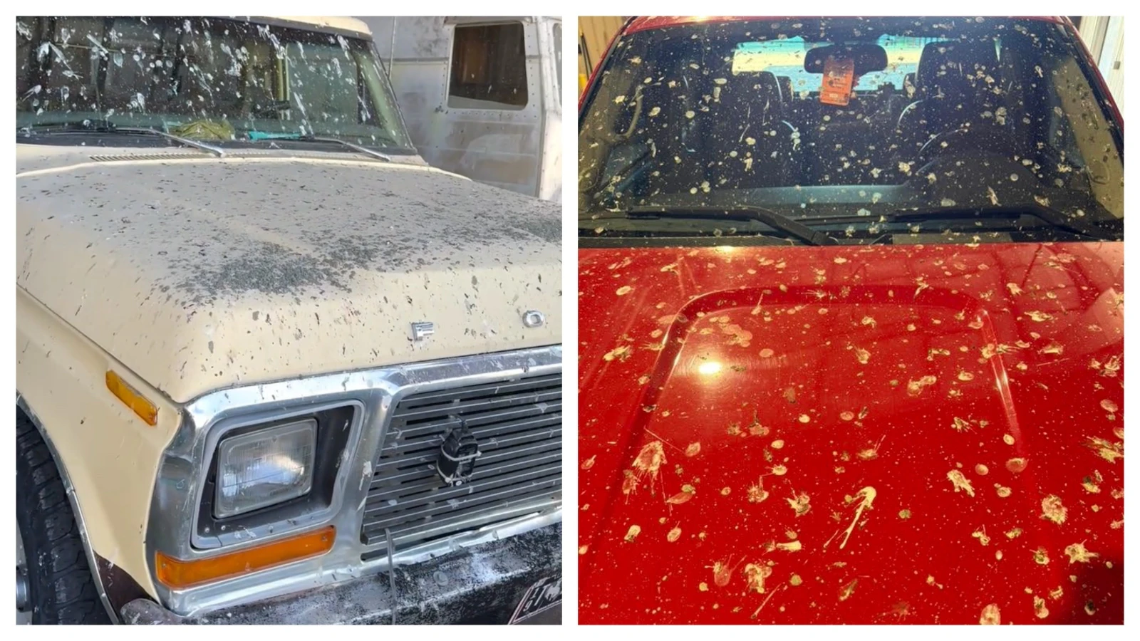 Hundreds of swallows are swarming and nesting in Angie Pitts' lean-to in Mountain View. She didn't mind until she saw the bird droppings covering her vehicles. “I don’t want to kill them, but I want them gone,” she said. "It's just gross."