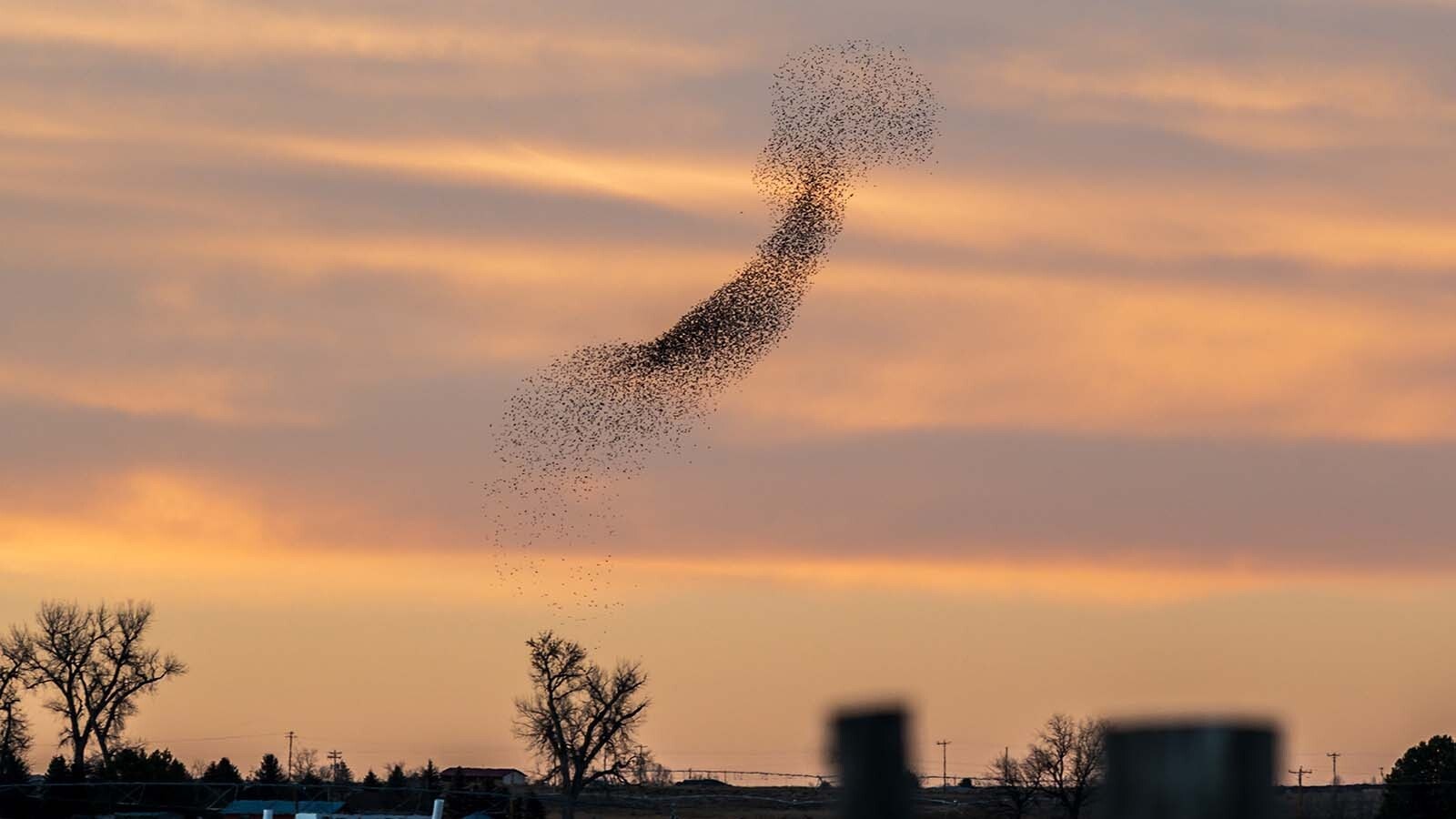 Starlings fly in a tight, swirling pattern called “murmuration” over farmland north of Torrington.