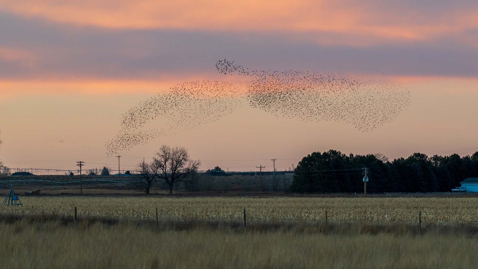 Starlings flock in a normal pattern, before flying into a tight, swirling pattern called a “murmuration” over farmland north of Torrington.