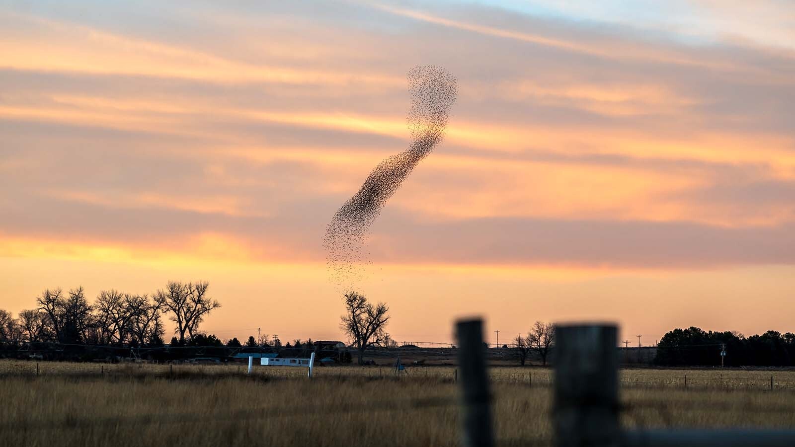 Starlings fly in a tight, swirling pattern called “murmuration” over farmland north of Torrington.