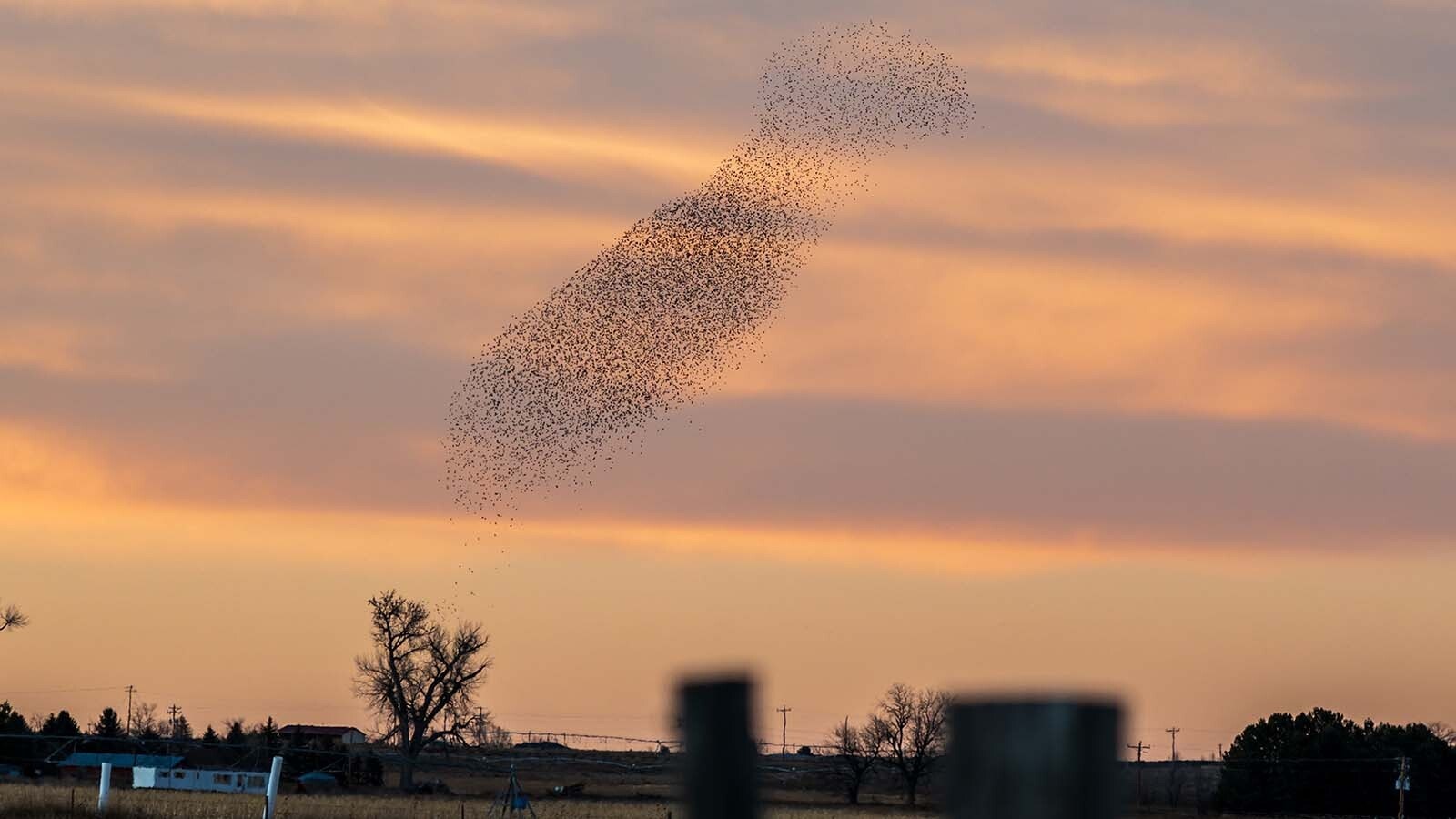 Starlings fly in a tight, swirling pattern called “murmuration” over farmland north of Torrington.
