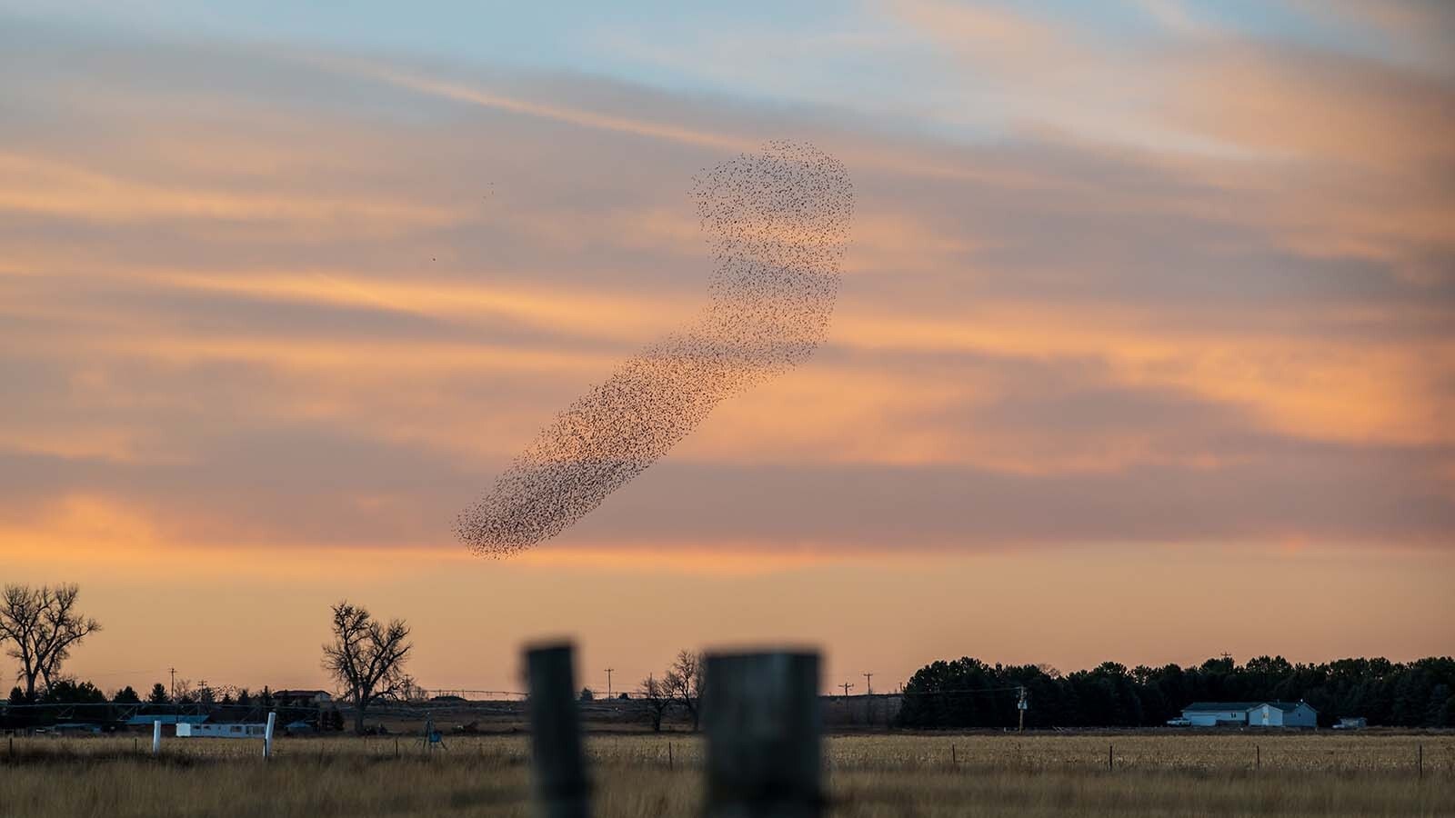 Starlings fly in a tight, swirling pattern called “murmuration” over farmland north of Torrington.