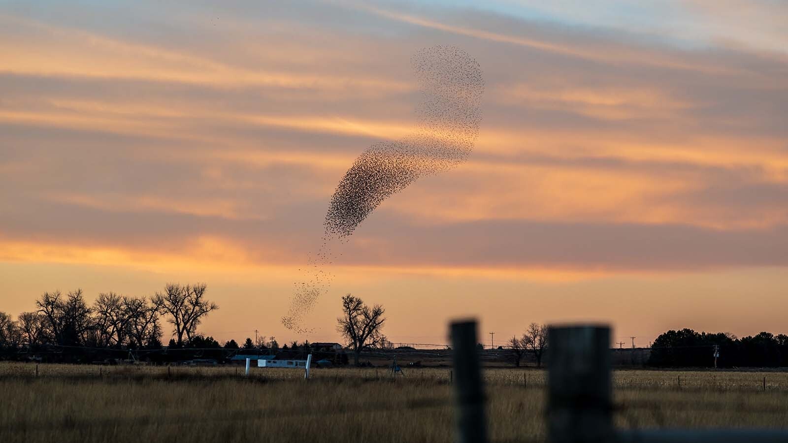 Starlings fly in a tight, swirling pattern called “murmuration” over farmland north of Torrington.