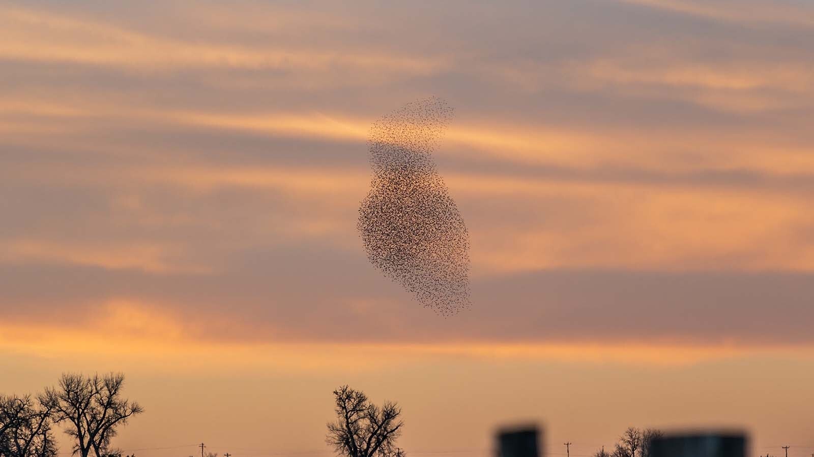 Starlings fly in a tight, swirling pattern called “murmuration” over farmland north of Torrington.