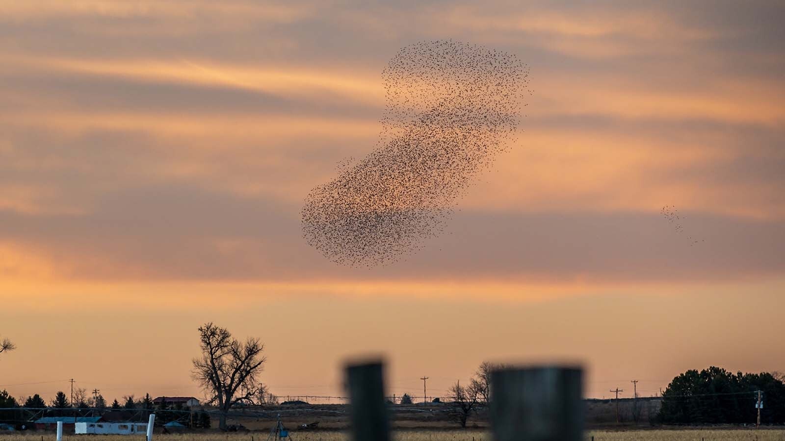 Starlings fly in a tight, swirling pattern called “murmuration” over farmland north of Torrington.