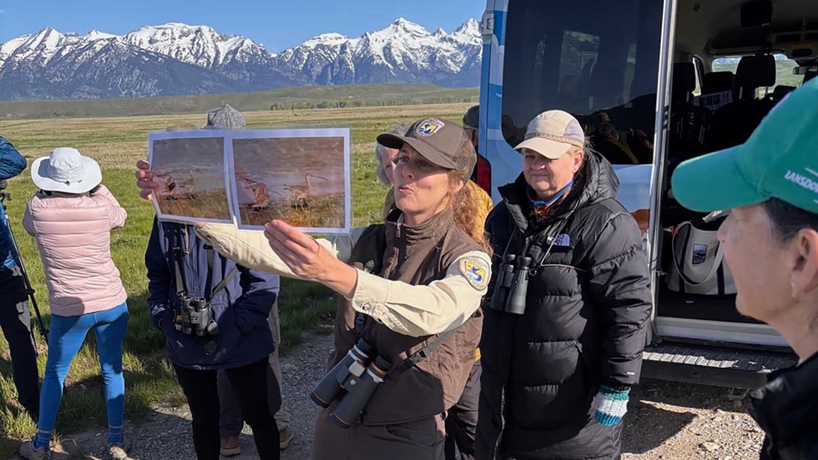 Come May, the Jackson Hole Birding Festival celebrates its second year. Kari Cieszkiewicz, education and outreach coordinator, talks about long-billed curlews on a “Curlew Cruise” at the National Elk Refuge.