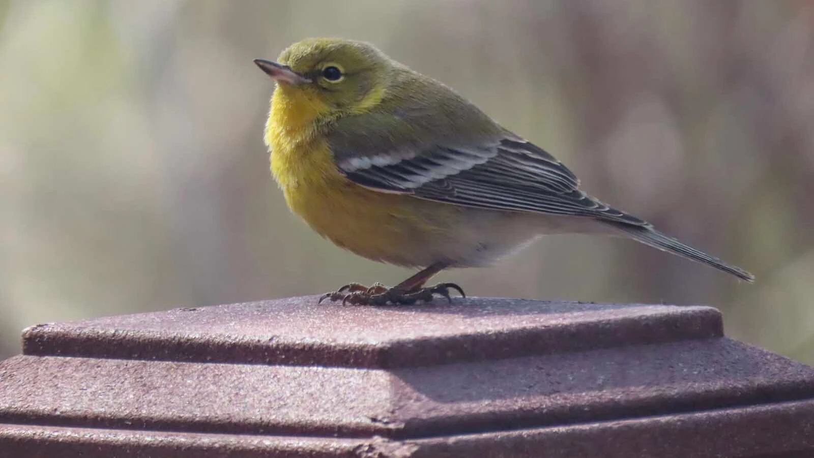 The beautiful pine warbler, appearing now in Cheyenne.