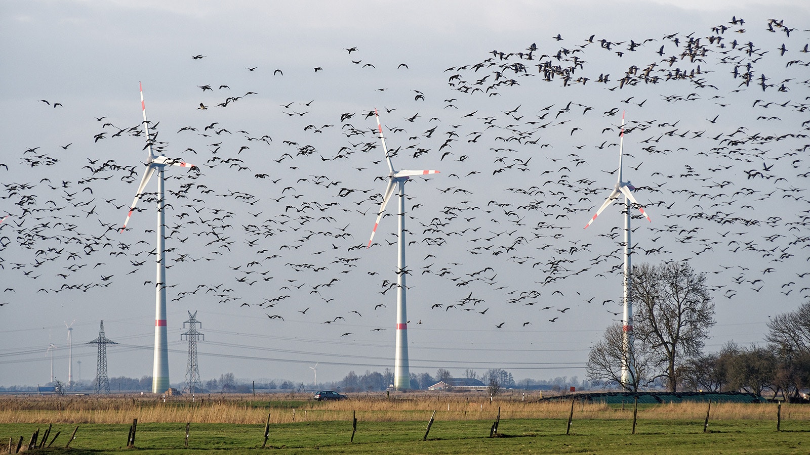 Birds killed by wind turbines can become more of a problem as more wind farms are built.