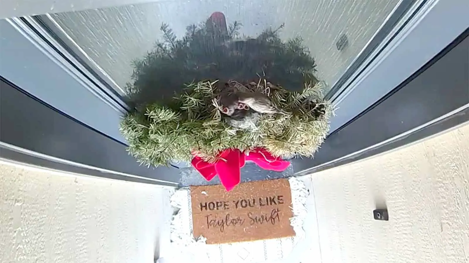 A Casper family hasn’t used its front door in a month after discovering finches had built a nest and laid eggs in a Christmas wreath they forgot to take down. “I’d like to use my front door again,” the mom says as they watch the babies grow.