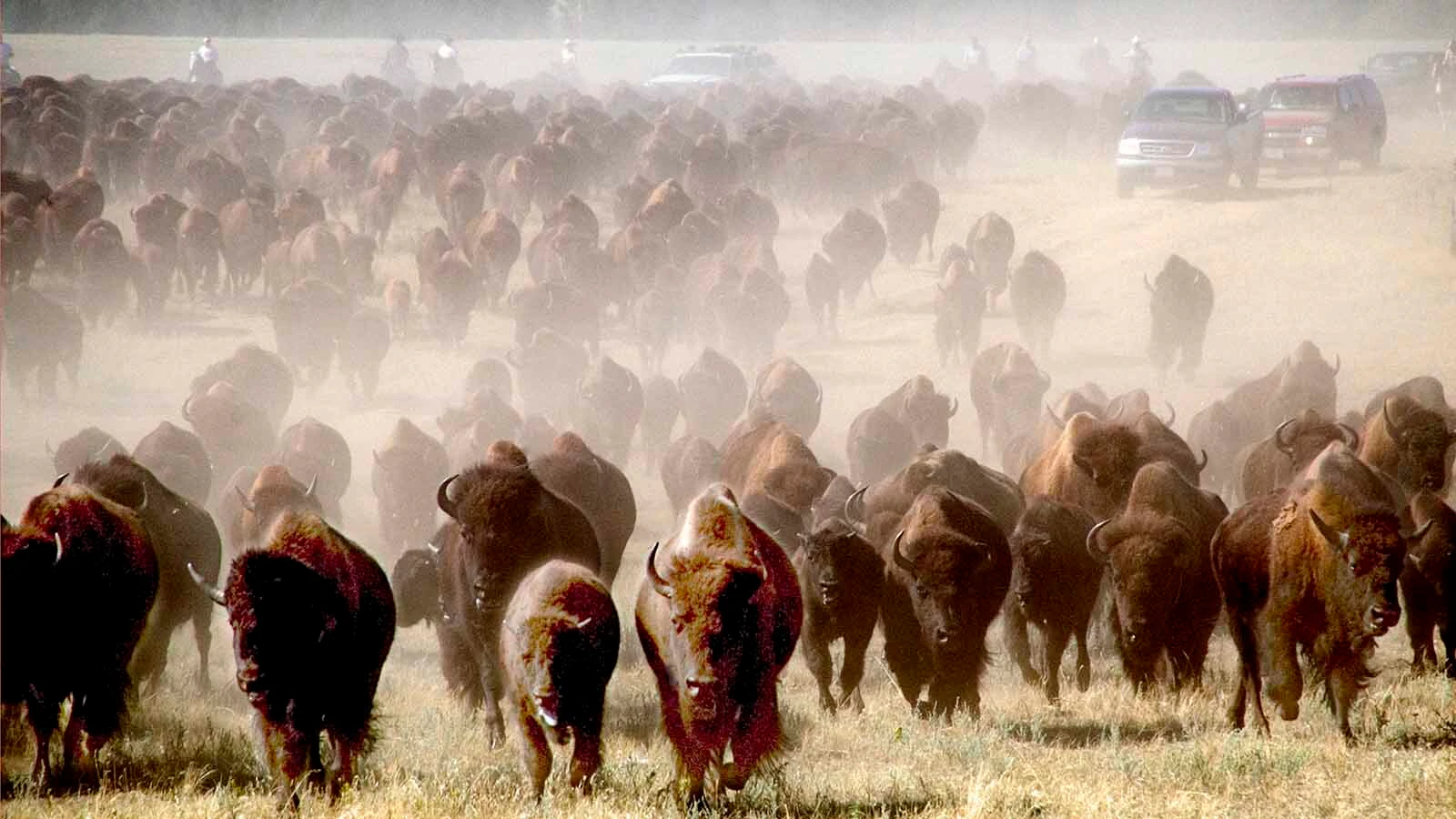 Every September, the park hosts its annual Buffalo Roundup, when riders on horseback gather the free-roaming bison scattered across the park and drive them into corrals. The South Dakota park plans to auction more than 600 bison this year, up from previous years due to drought conditions.