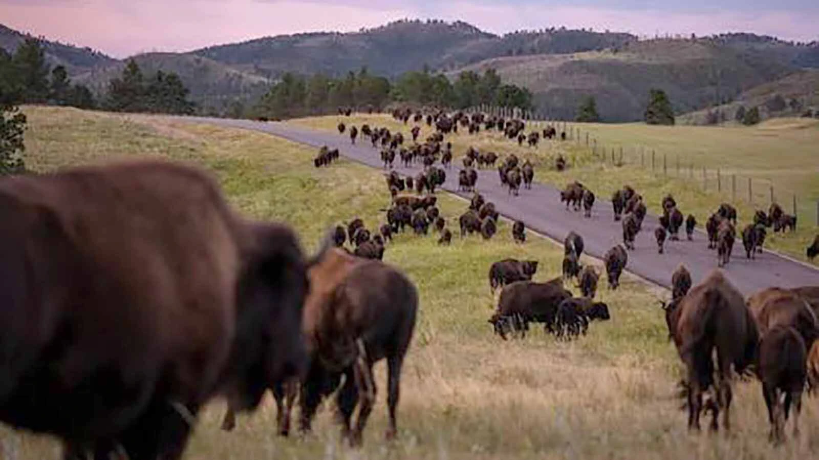 Custer State Park's bison herd numbers between 1,300 and 1,500. The yearly auction helps with herd management and allows park staff to sustain a smaller herd during the winter months.