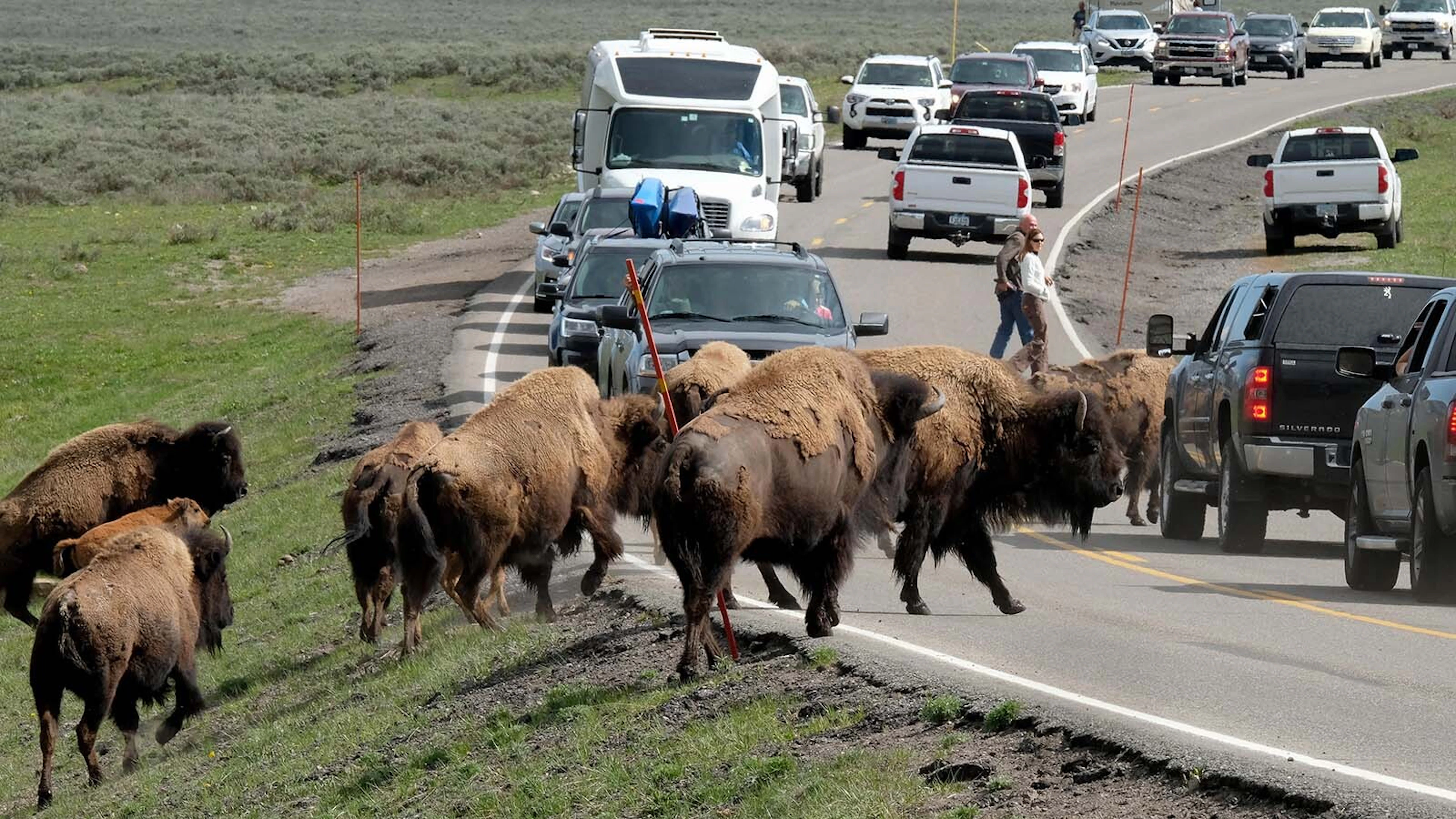 Bison Rodeo Exploring Wyoming: How To Navigate Through Yellowstone's Bison Jams ...
