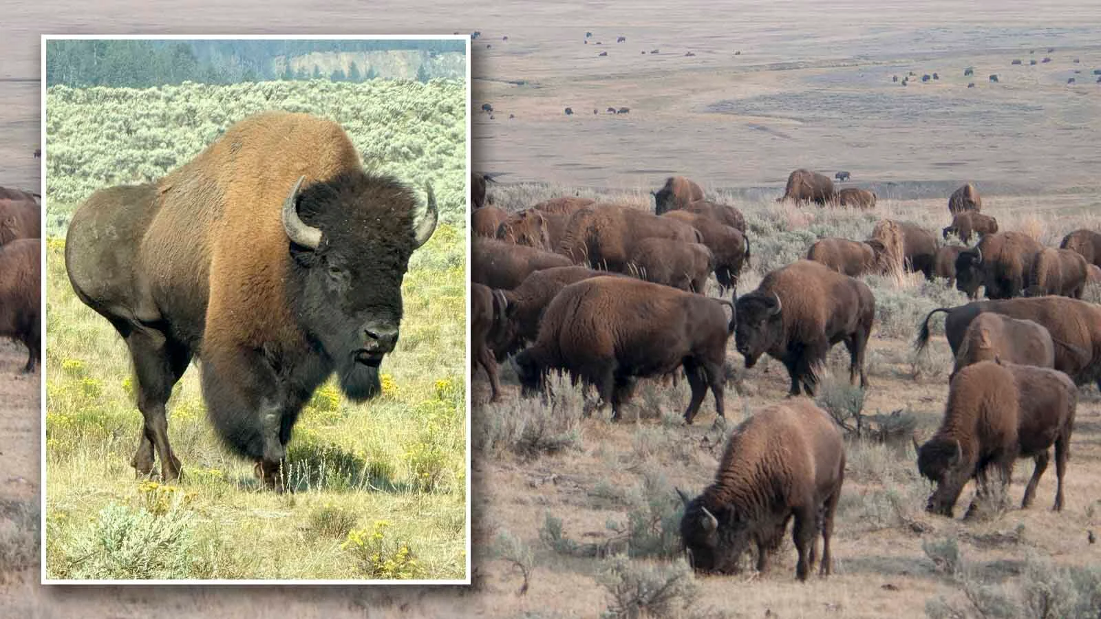 This bull bison, suffering with a massive abscess on his right rear quarter, was seen early Wednesday in the Lamar Valley in Yellowstone National Park. (
