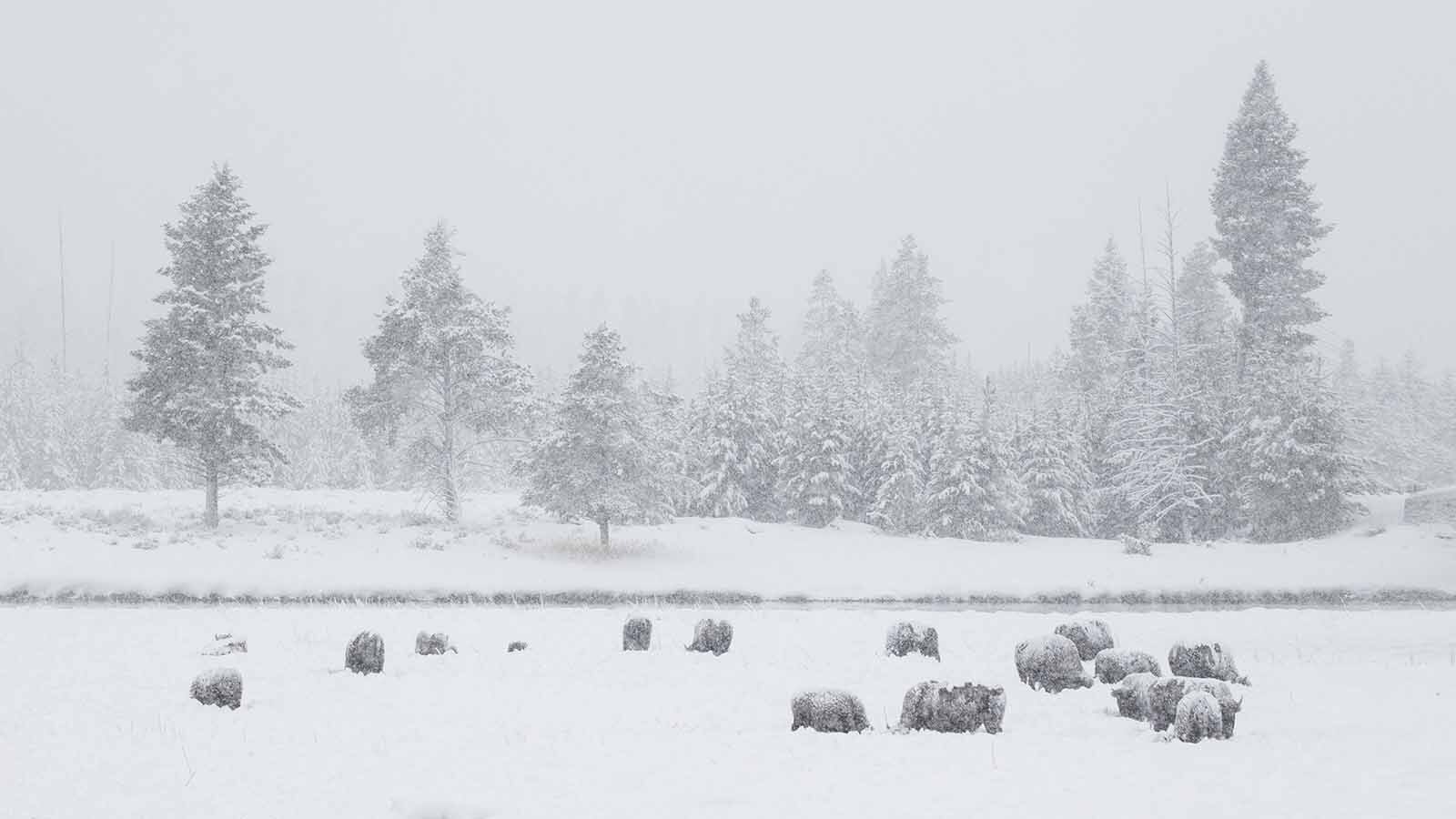 Wyoming’s Yellowstone bison look miserable when caked in snow and frost, but their thick coats, fat reserves and efficient digestion keep them warm and fueled through brutal winters. Even so, late winter stress, thin ice and humans kill many each year.