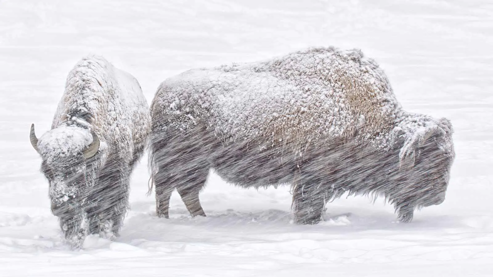Buried In Snow, Yellowstone's Bison Have No Problems Weathering Winter ...