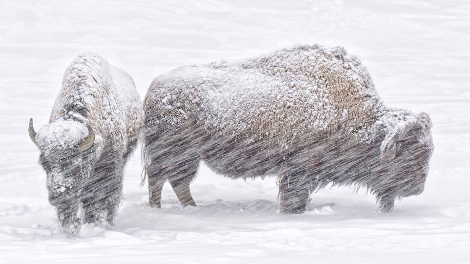 Wyoming’s Yellowstone bison look miserable when caked in snow and frost, but their thick coats, fat reserves and efficient digestion keep them warm and fueled through brutal winters. Even so, late winter stress, thin ice and humans kill many each year.