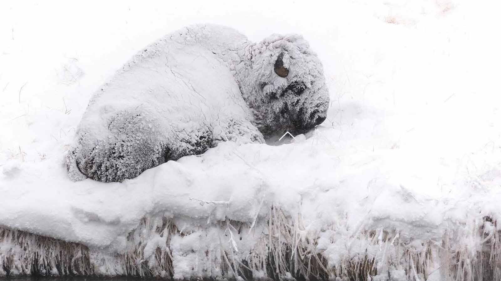 Wyoming’s Yellowstone bison look miserable when caked in snow and frost, but their thick coats, fat reserves and efficient digestion keep them warm and fueled through brutal winters. Even so, late winter stress, thin ice and humans kill many each year.
