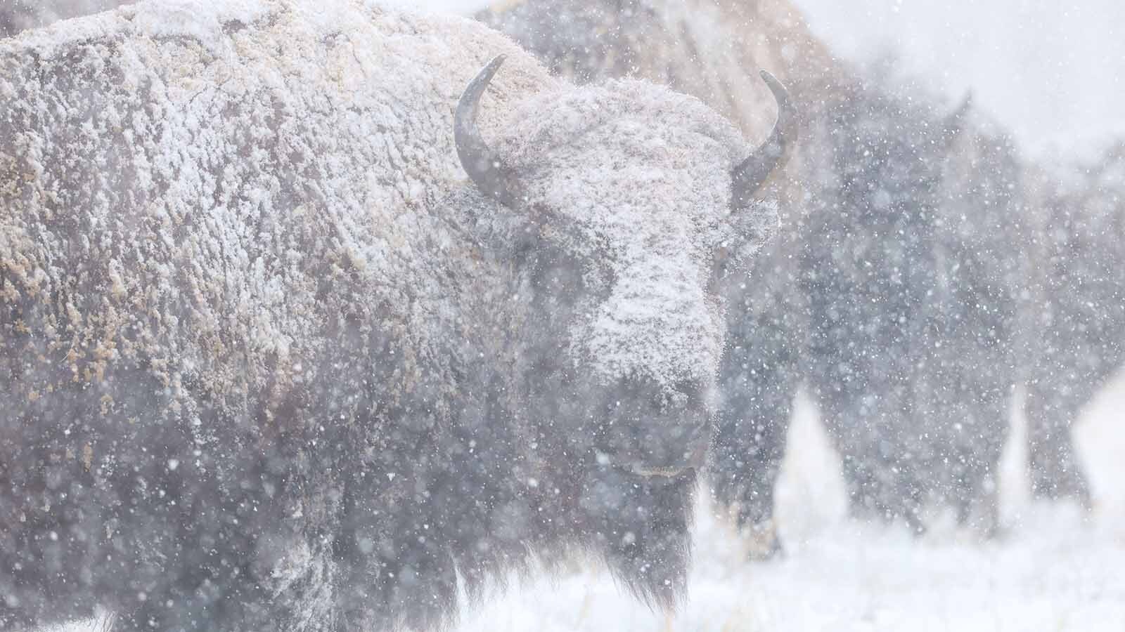 Wyoming’s Yellowstone bison look miserable when caked in snow and frost, but their thick coats, fat reserves and efficient digestion keep them warm and fueled through brutal winters. Even so, late winter stress, thin ice and humans kill many each year.