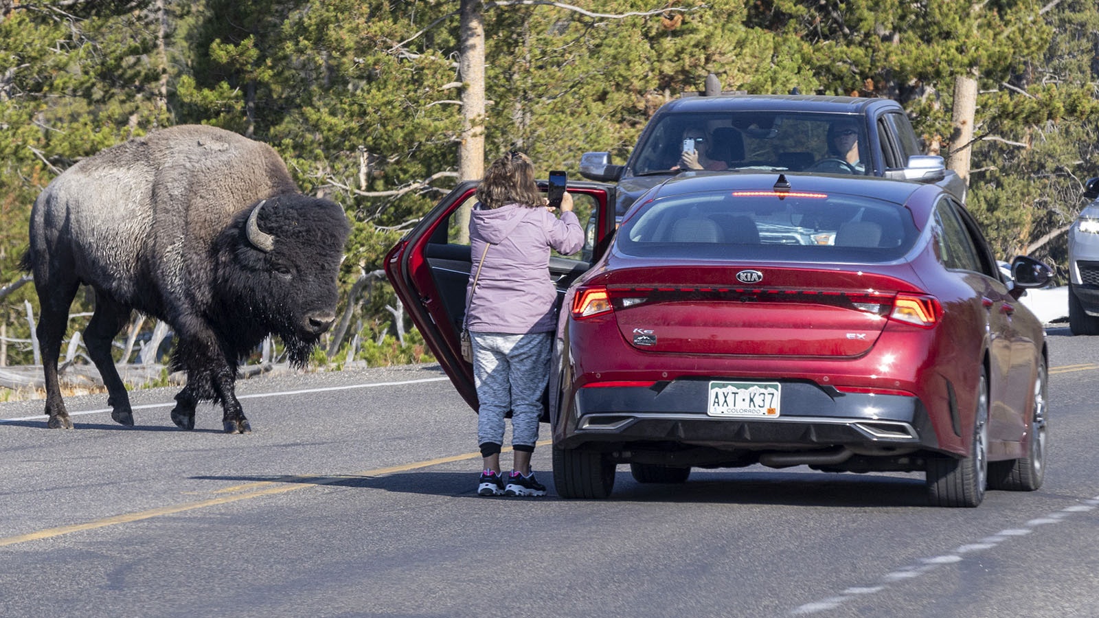 A tourist in Yellowstone National Park gets out of her car to take close-up photos of a bison.